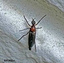 Attēlu rezultāti vaicājumam “Bibionidae”