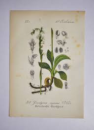 Attēlu rezultāti vaicājumam “Goodyera repens flower”