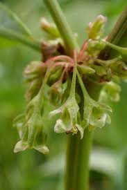 Attēlu rezultāti vaicājumam “Rumex hydrolapathum fruit”