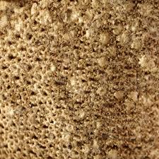 Attēlu rezultāti vaicājumam “Lycoperdon pyriforme sessile”