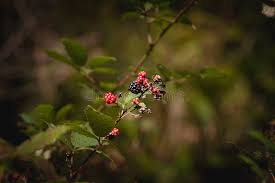Attēlu rezultāti vaicājumam “Rubus plicatus flower”