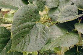 Attēlu rezultāti vaicājumam “Tilia platyphyllos subsp. cordifolia”
