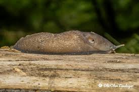 Attēlu rezultāti vaicājumam “Limax cinereoniger”