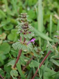 Attēlu rezultāti vaicājumam “Lamium amplexicaule flower”