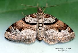 Attēlu rezultāti vaicājumam “Xanthorhoe designata”