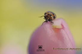 Attēlu rezultāti vaicājumam “Anthrenus sp. imago”