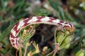 Attēlu rezultāti vaicājumam “Eupithecia centaureata”