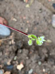 Attēlu rezultāti vaicājumam “Arenaria procera leaf”