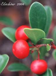 Attēlu rezultāti vaicājumam “Arctostaphylos uva-ursi fruit”