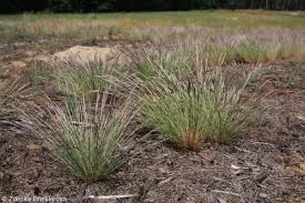 Attēlu rezultāti vaicājumam “Corynephorus canescens fruit”