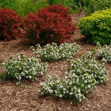 Attēlu rezultāti vaicājumam “Aronia melanocarpa flower”