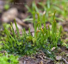 Attēlu rezultāti vaicājumam “Phaeoceros laevis subsp. carolinianus”