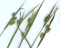 Attēlu rezultāti vaicājumam “Carex pallescens”