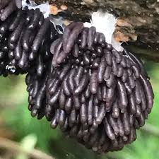 Attēlu rezultāti vaicājumam “Stemonitis sp.”