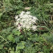 Attēlu rezultāti vaicājumam “Peucedanum palustre leaf”
