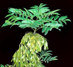 Attēlu rezultāti vaicājumam “Fraxinus excelsior Pendula fruit”