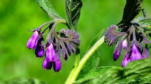 Image result for Symphytum officinale