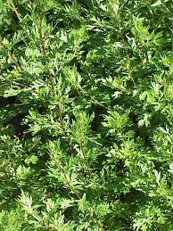 Image result for Artemisia vulgaris