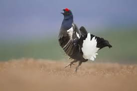 Image result for Tetrao tetrix