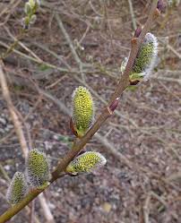 Attēlu rezultāti vaicājumam “Salix cinerea male flower”