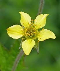 Attēlu rezultāti vaicājumam “Geum x intermedium”