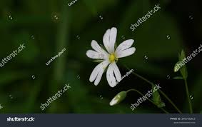 Attēlu rezultāti vaicājumam “Stellaria palustris flower”