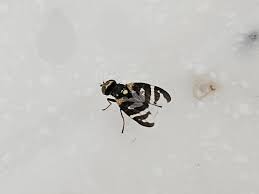 Attēlu rezultāti vaicājumam “Urophora cardui”