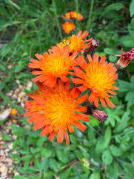 Attēlu rezultāti vaicājumam “Pilosella aurantiaca flower”