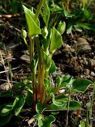 Attēlu rezultāti vaicājumam “Parnassia palustris bud”