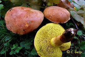 Attēlu rezultāti vaicājumam “Xerocomus subtomentosus”