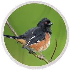 Image result for Pipilo erythrophthalmus