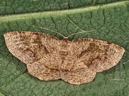 Attēlu rezultāti vaicājumam “Plagodis pulveraria”