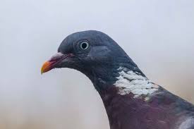 Image result for Columba palumbus