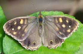 Attēlu rezultāti vaicājumam “Pararge aegeria upperside”