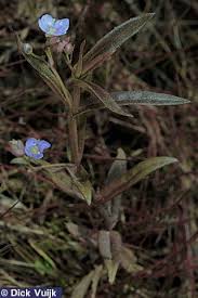 Attēlu rezultāti vaicājumam “Veronica scutellata flower”