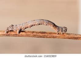 Attēlu rezultāti vaicājumam “Crocallis elinguaria larva”