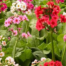 Attēlu rezultāti vaicājumam “Primula”