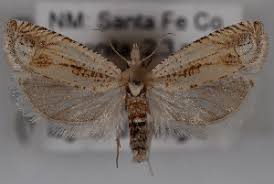 Attēlu rezultāti vaicājumam “Eucosma aspidiscana”