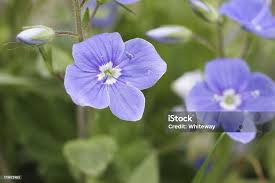 Attēlu rezultāti vaicājumam “Veronica filiformis bud”