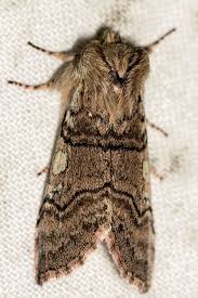 Attēlu rezultāti vaicājumam “Achlya flavicornis”