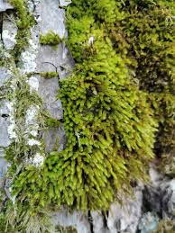 Attēlu rezultāti vaicājumam “Leucodon sciuroides”