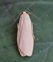 Attēlu rezultāti vaicājumam “Eilema griseola larva”