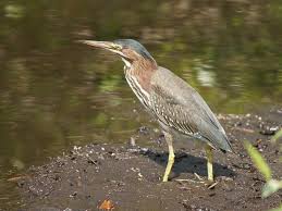 Image result for Butorides virescens