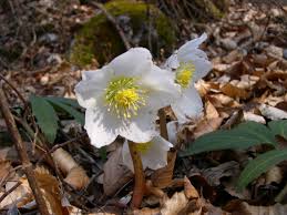 Attēlu rezultāti vaicājumam “Helleborus niger”