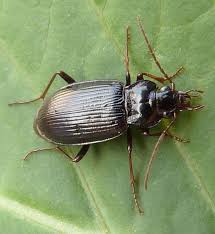 Attēlu rezultāti vaicājumam “Nebria livida”