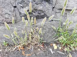 Attēlu rezultāti vaicājumam “Polypogon tentacularius”