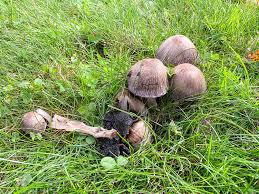 Attēlu rezultāti vaicājumam “Coprinus atramentarius”