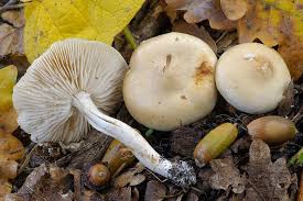 Attēlu rezultāti vaicājumam “Tricholoma album”