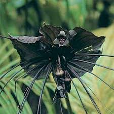 Image result for Tacca chantrieri