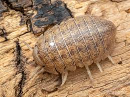 Attēlu rezultāti vaicājumam “Euura brevicornis”